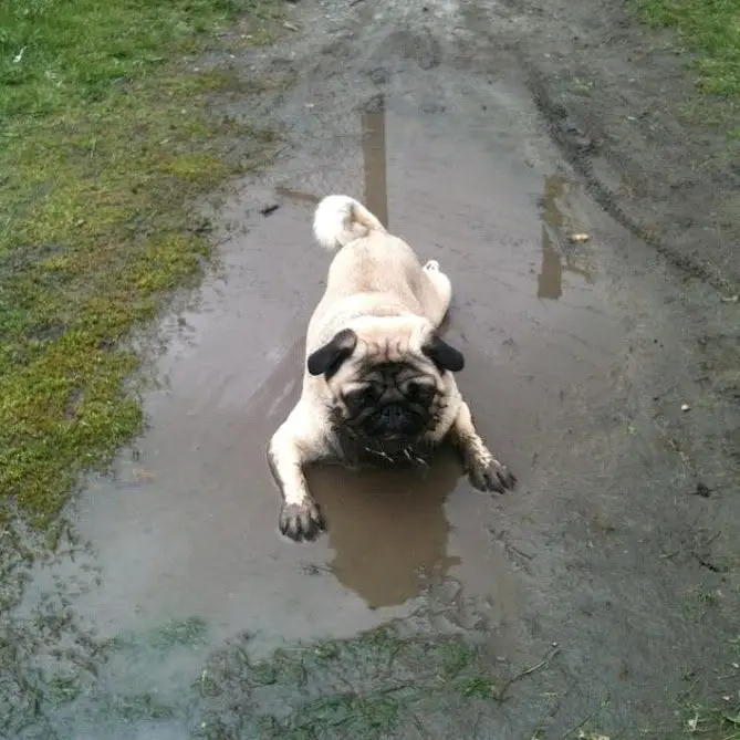 A Pug lying in mud