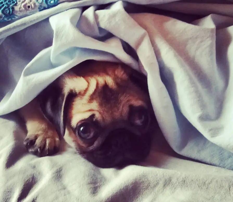 A Pug on the bed under the blanket