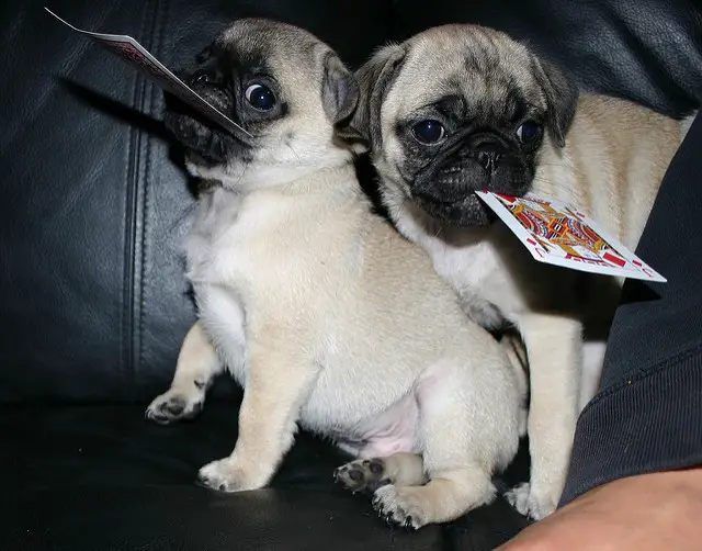 two Pugs on top of the couch with cards in their mouths