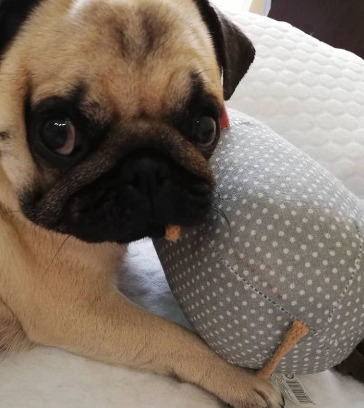 A Pug lying on the with its its stuffed toy