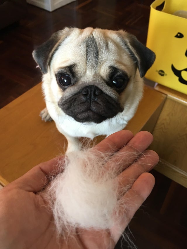 A Pug sitting on top of the cabinet staring at the fur in the hand of a man