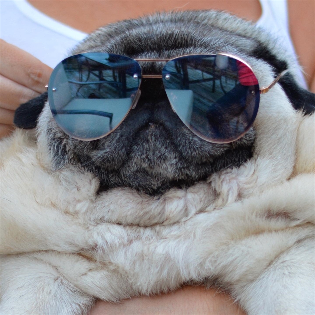A Pug lying on the lap of a woman while wearing sunglasses