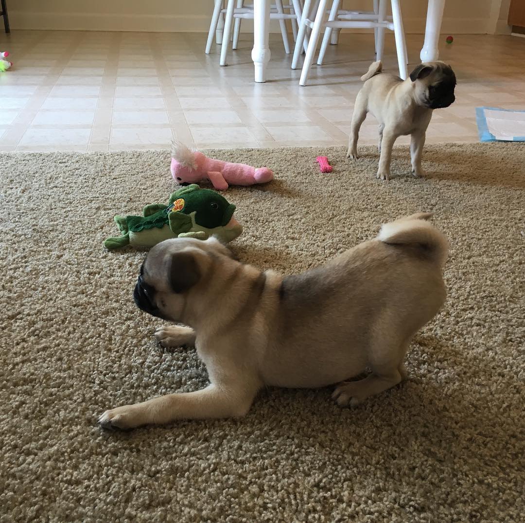 A Pug in a bow playing position on the floor