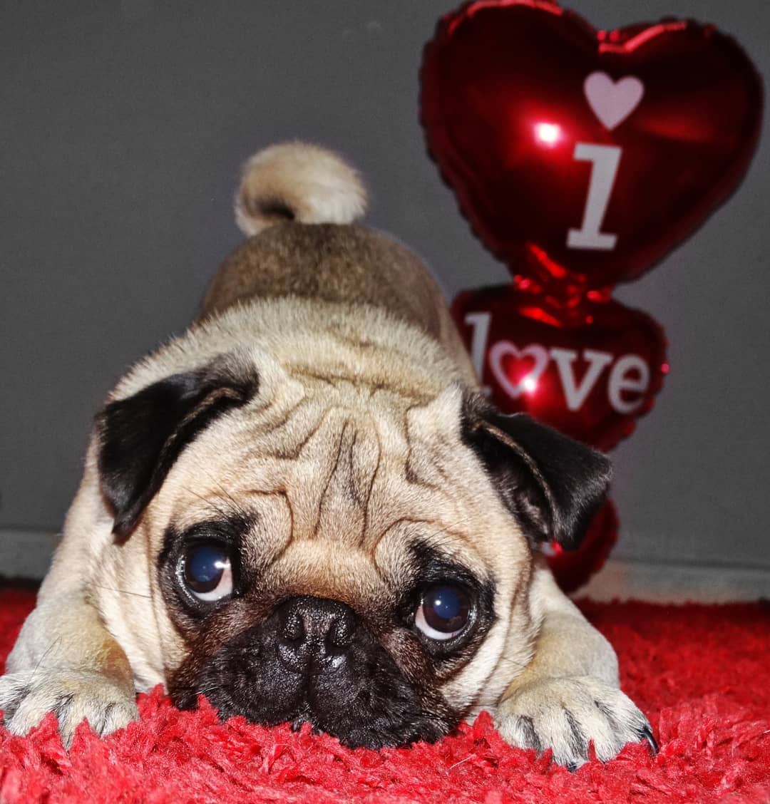 A Pug lying on the red carpet with valentine balloons behind him