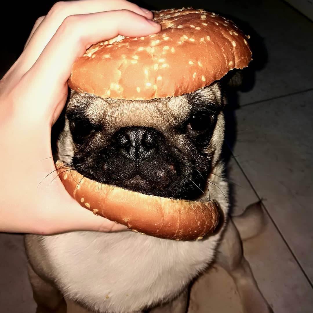 A Pug sitting on the floor with its face in between the burger sandwich being held by a woman