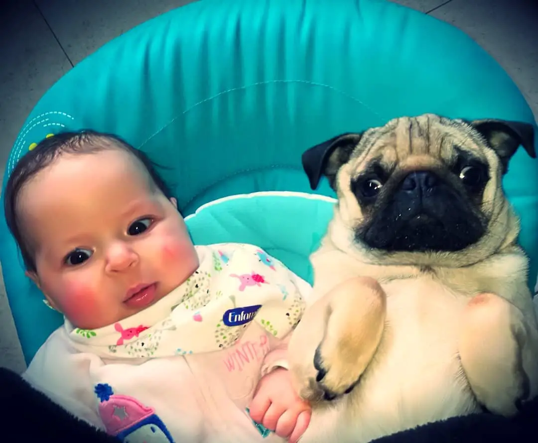 A Pug sitting on the chair next to a baby