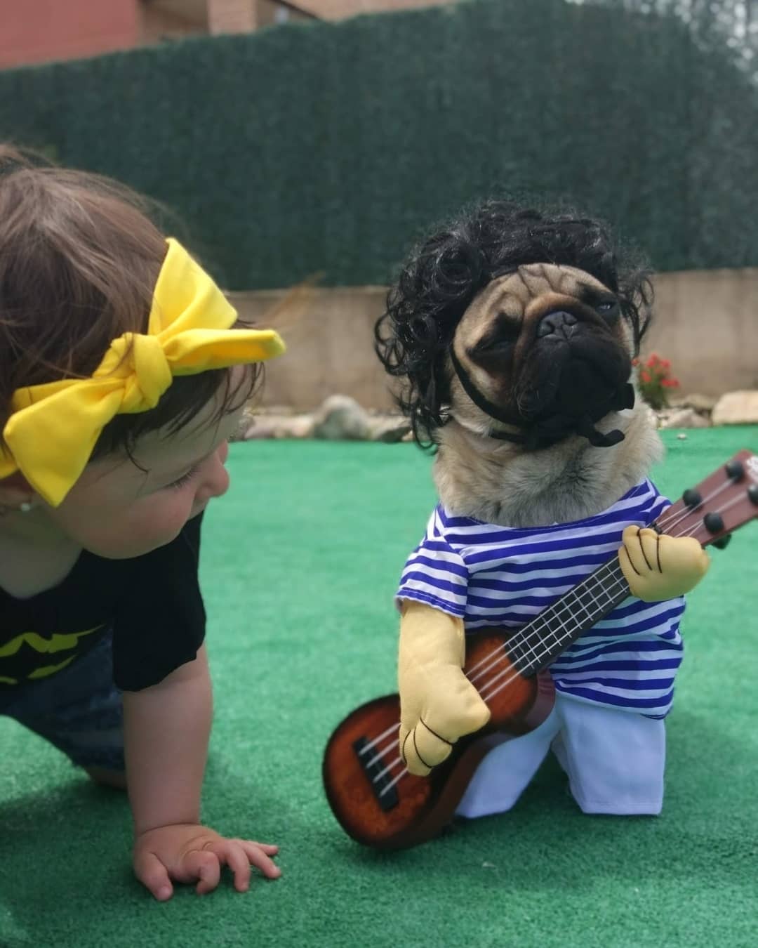A Pug in a musician costume while a baby girl is crawling next to him