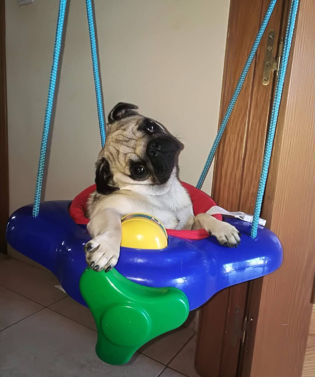 A Pug sitting in a toddler swing