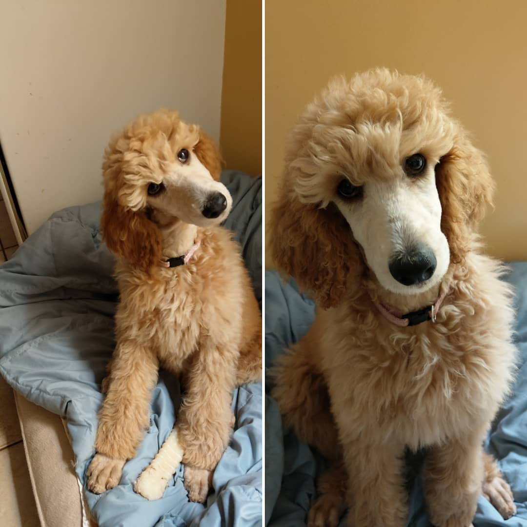 apricot Poodle sitting in its bed while tilting its head