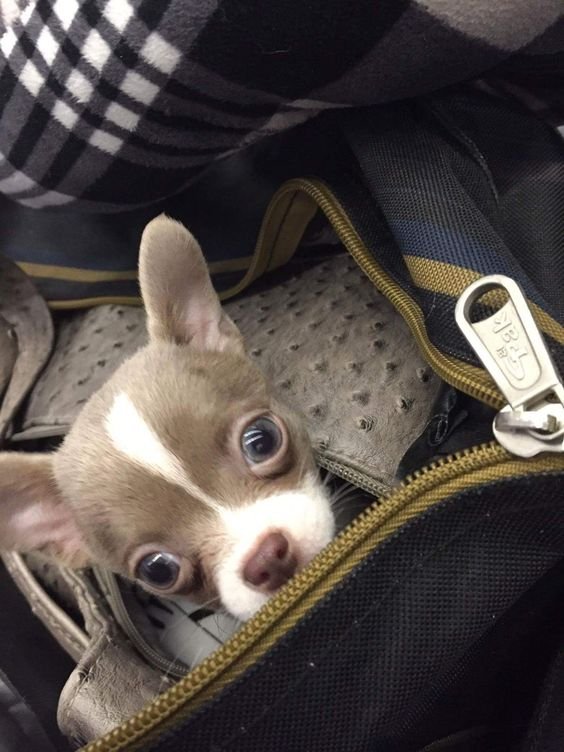 Chihuahua inside the bag with its head out in from the zipper