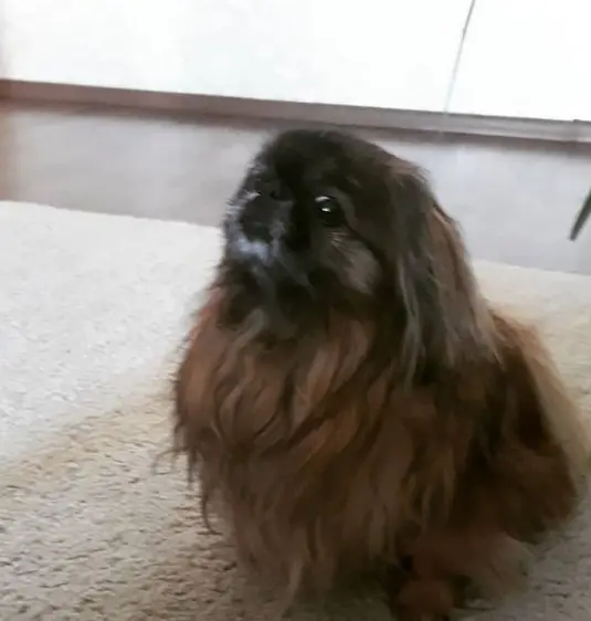 Pekingese sitting on the floor while looking up with its suspicious face