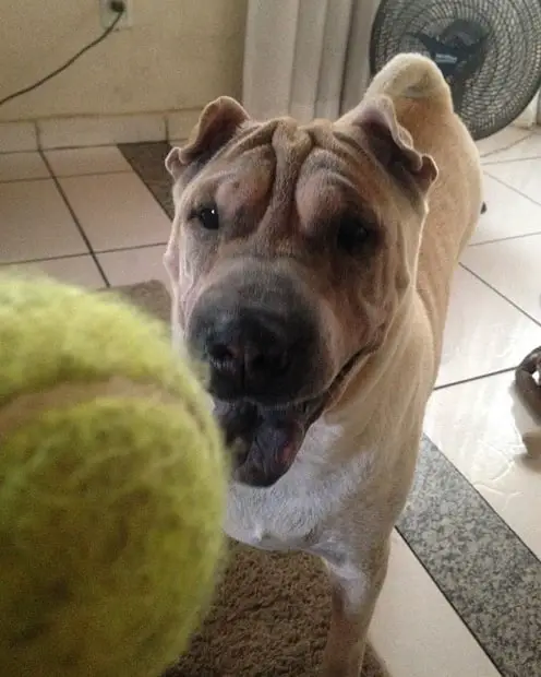 An excited Shar Pei standing on the floor while staring at the tennis ball in front of him