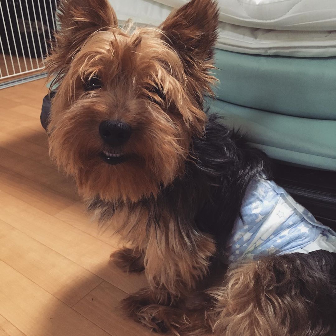 A Yorkshire Terrier wearing a diaper sitting on the floor