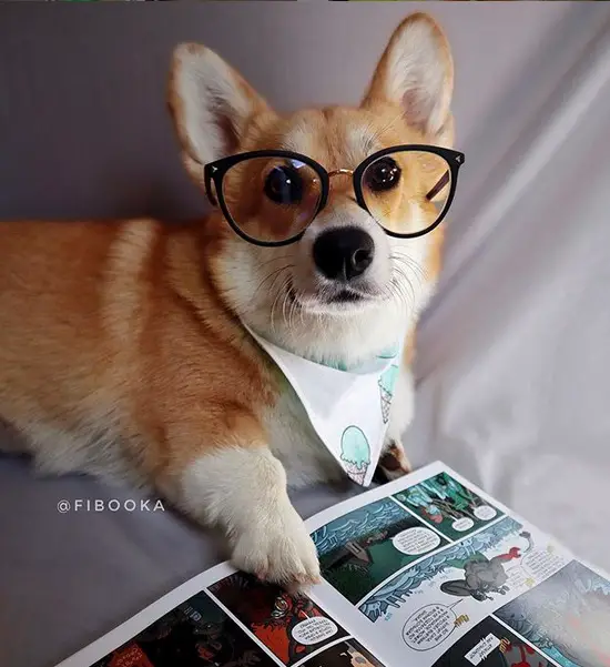 A Corgi wearing a glasses while lying on the couch in front of a comic
