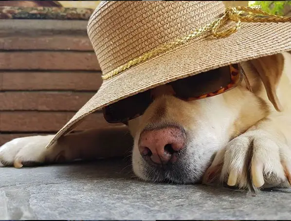 A Labrador lying down on the floor wearing a hat and sunglasses