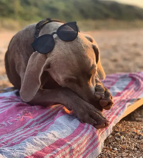 Weimaraner lying on the blanket with its muzzle in between its two paws
