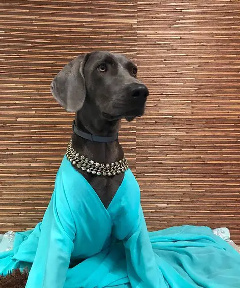 Weimaraner sitting on the floor while wearing a blue dress and a silver necklace around its neck