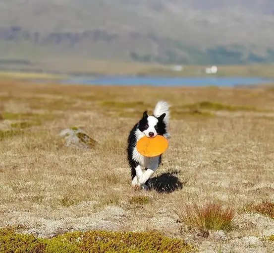A Border Collie with a frisbee in its mouth while running in the field