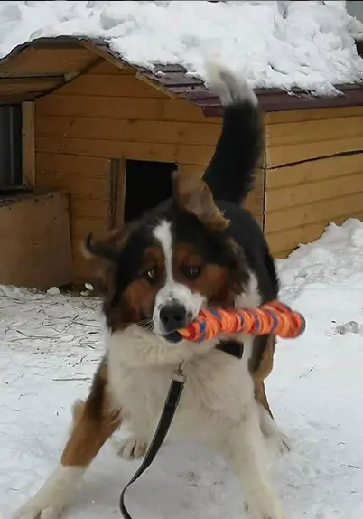 A Bernese Mountain Dog in snow with a toy in its mouth