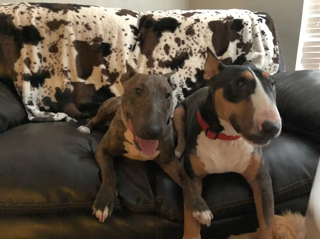 two Bull Terrier lying on top of the couch