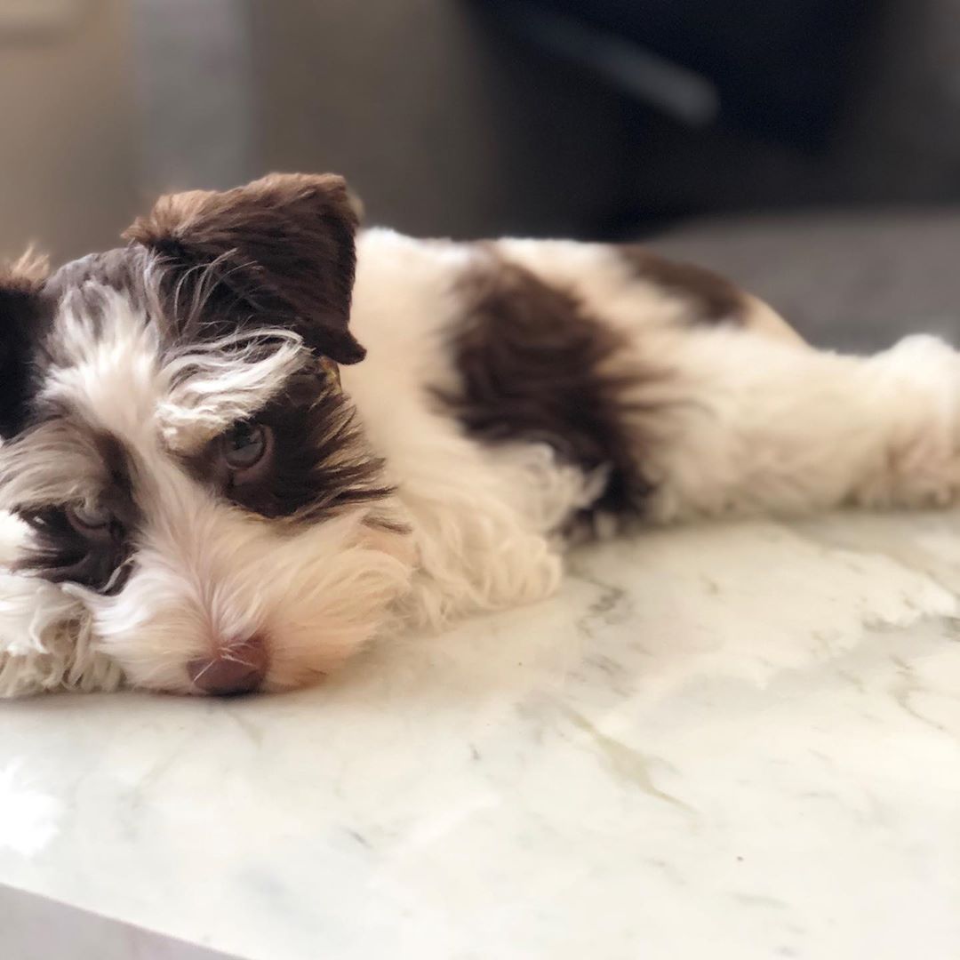 Schnauzer puppy lying on top of the marbled countertop