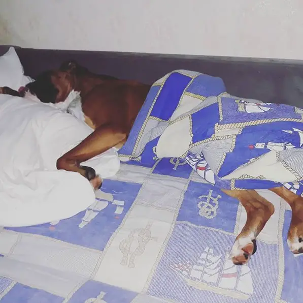 A Boxer sleeping on the bed with a blanket around its body