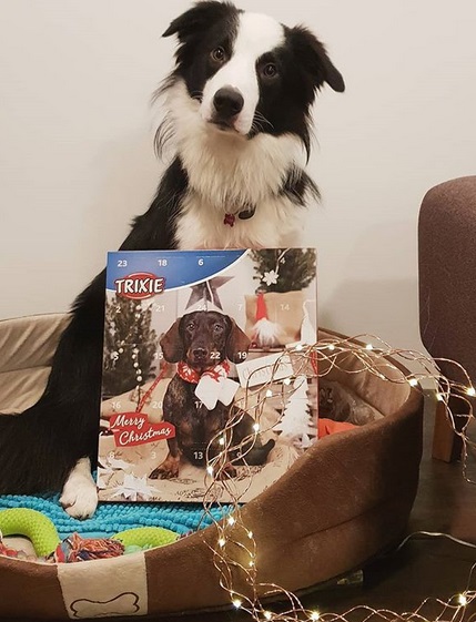 A Border Collie sitting on its bed with a magazine with a dachshund photo