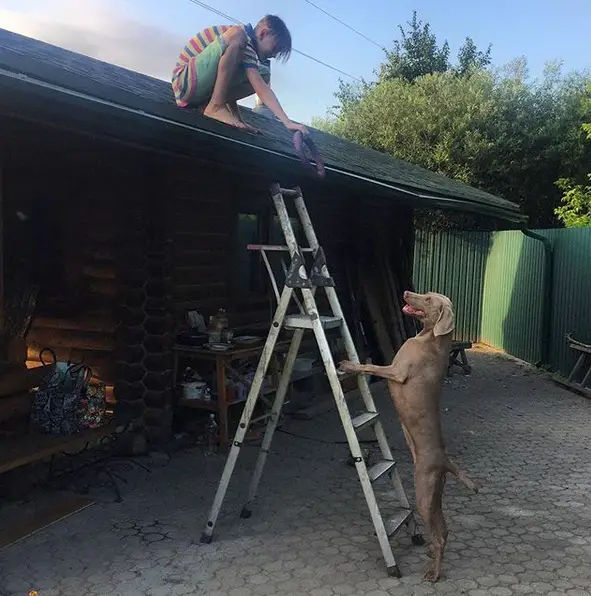 A kid on top the rooftop holding a ring toy and giving it to the Weimaraner standing up leaning towards the ladder