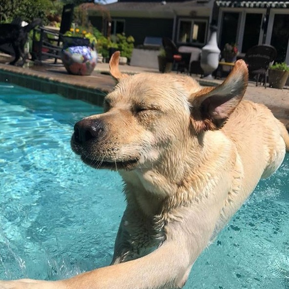 A Labrador jumping towards the pool