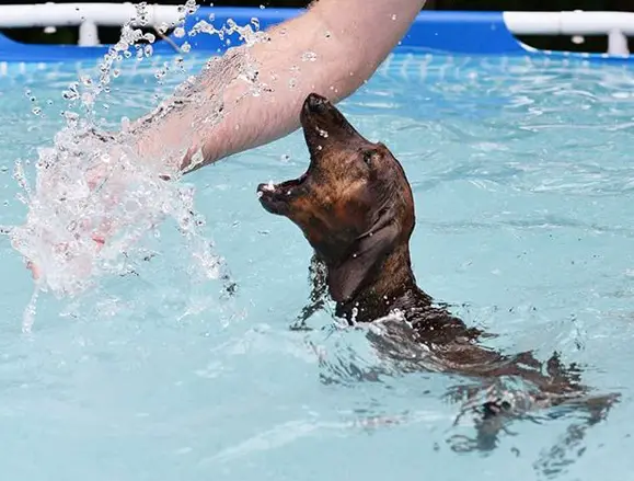 A Dachshund in the pool while with its mouth wide open towards the arms of the man