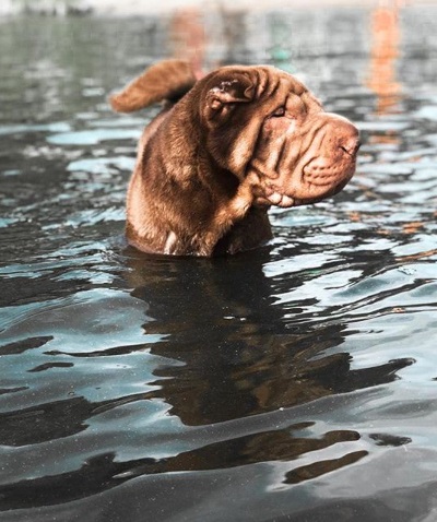 A Shar Pei in the water