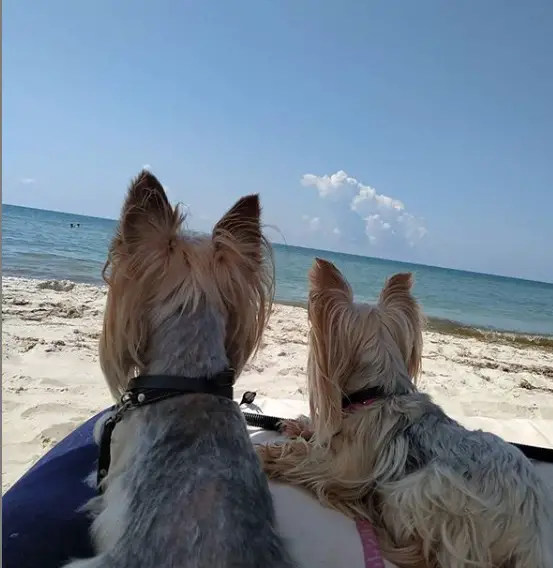 two Yorkshire Terrier lying on the bed at the beach while looking at the view of the ocean