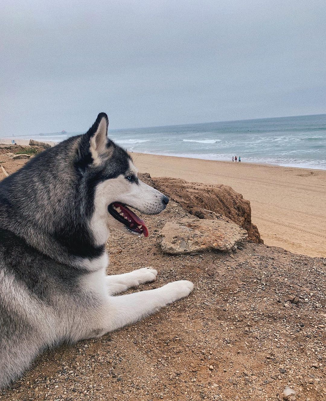 A Husky lying in the sand fronting the beach view