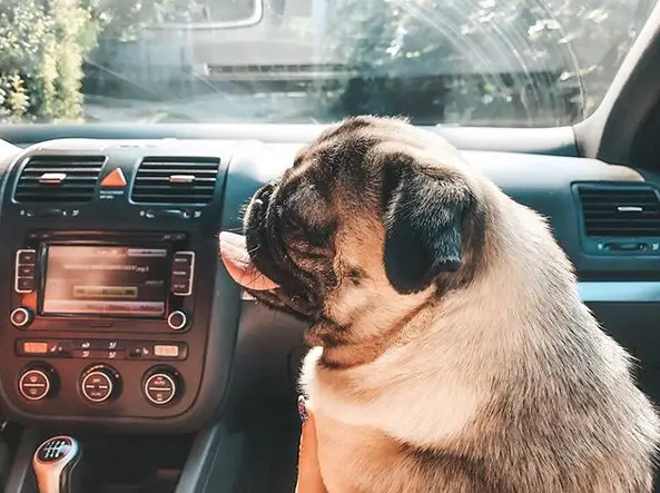 Pug sitting on the passenger seat while looking sideways with its tongue out