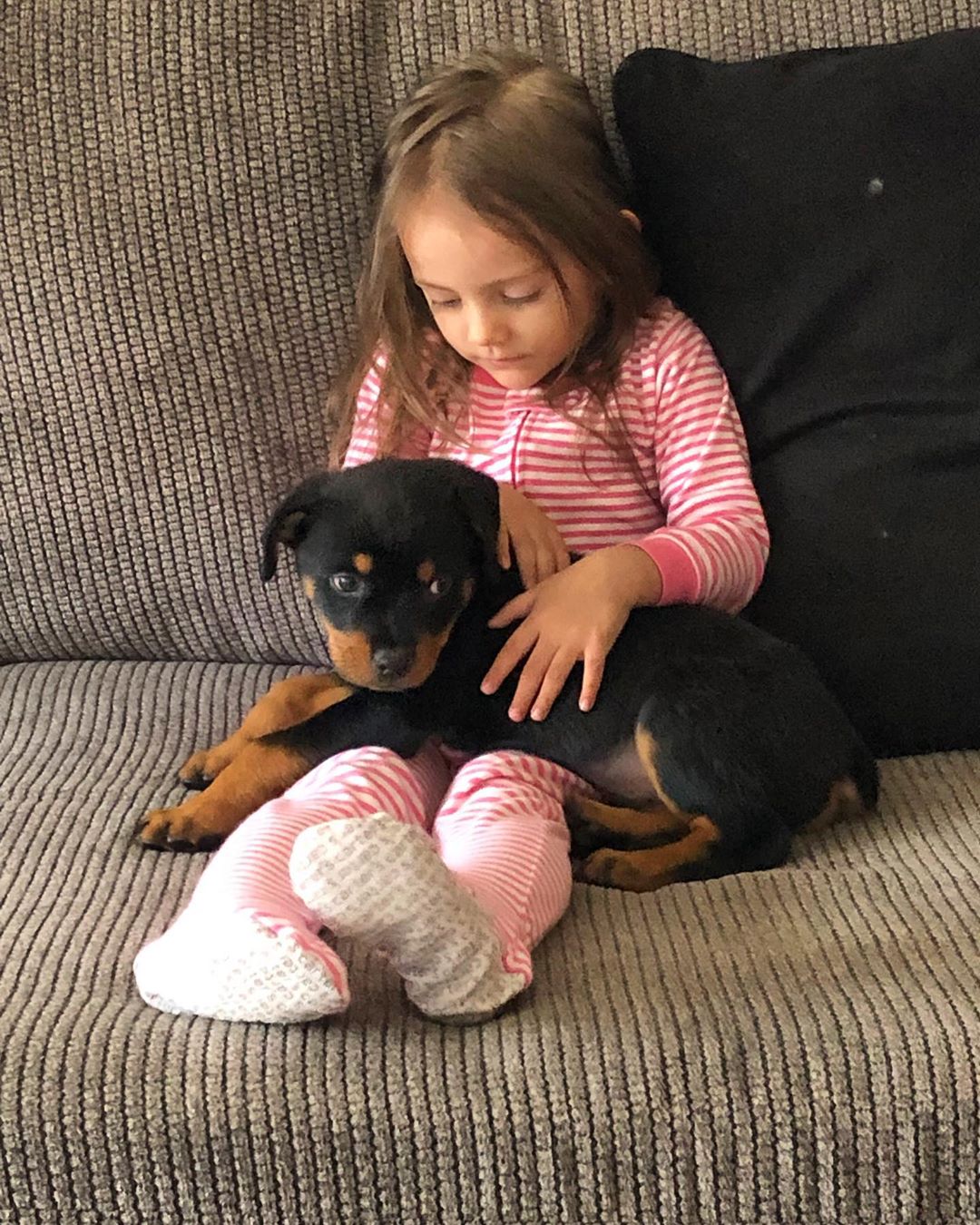 Rottweiler puppy lying on top of a girl lap on the couch