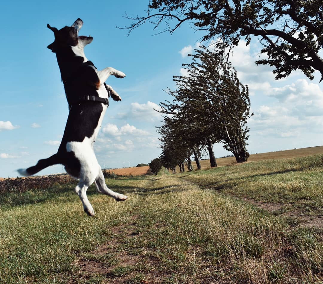 A Jack Russell jumping in the field