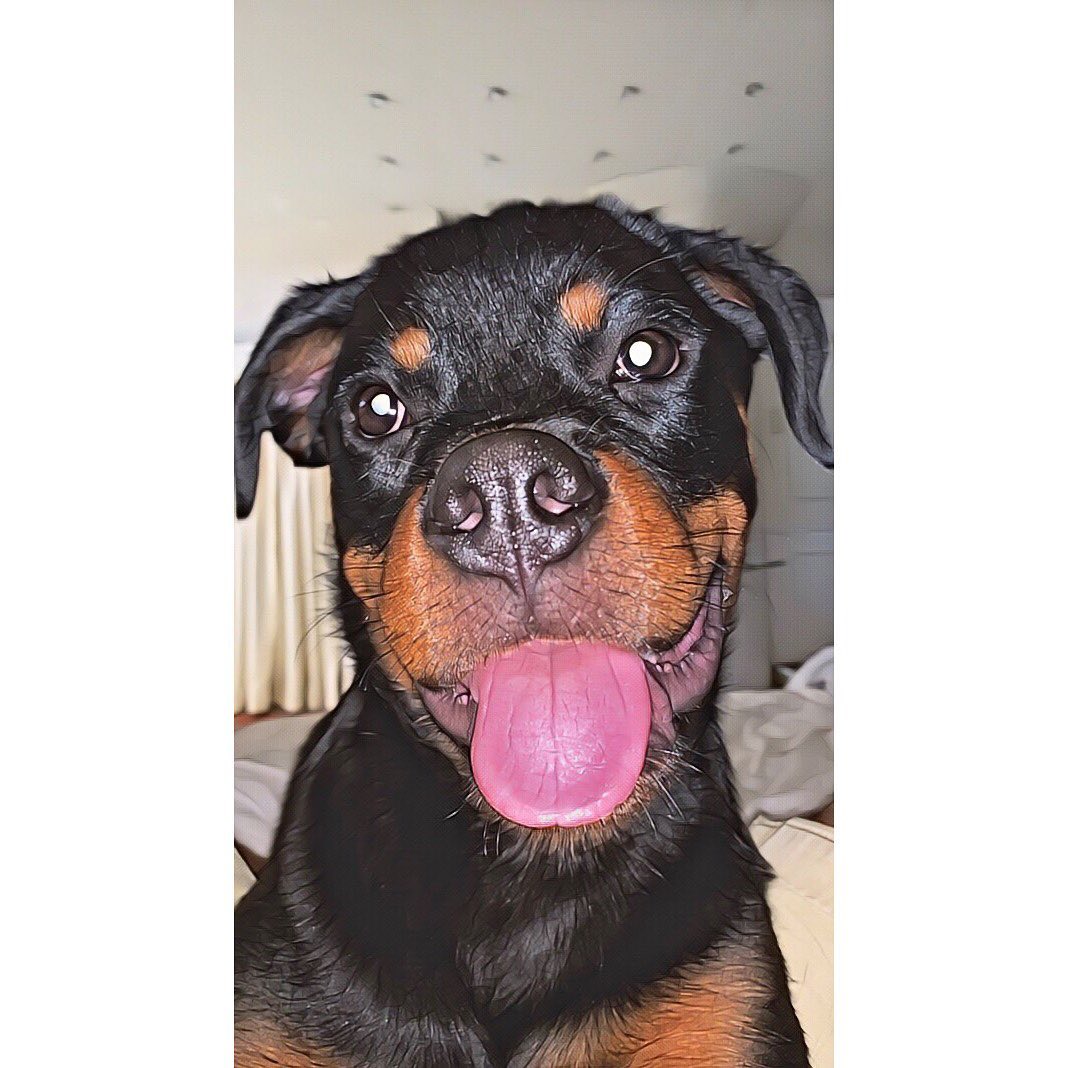 Rottweiler puppy smiling with its tongue out