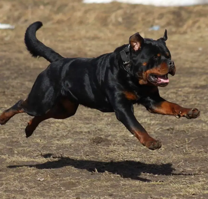 Rottweilers running in the field
