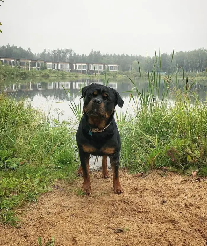 Rottweiler standing by the lake with its sad face