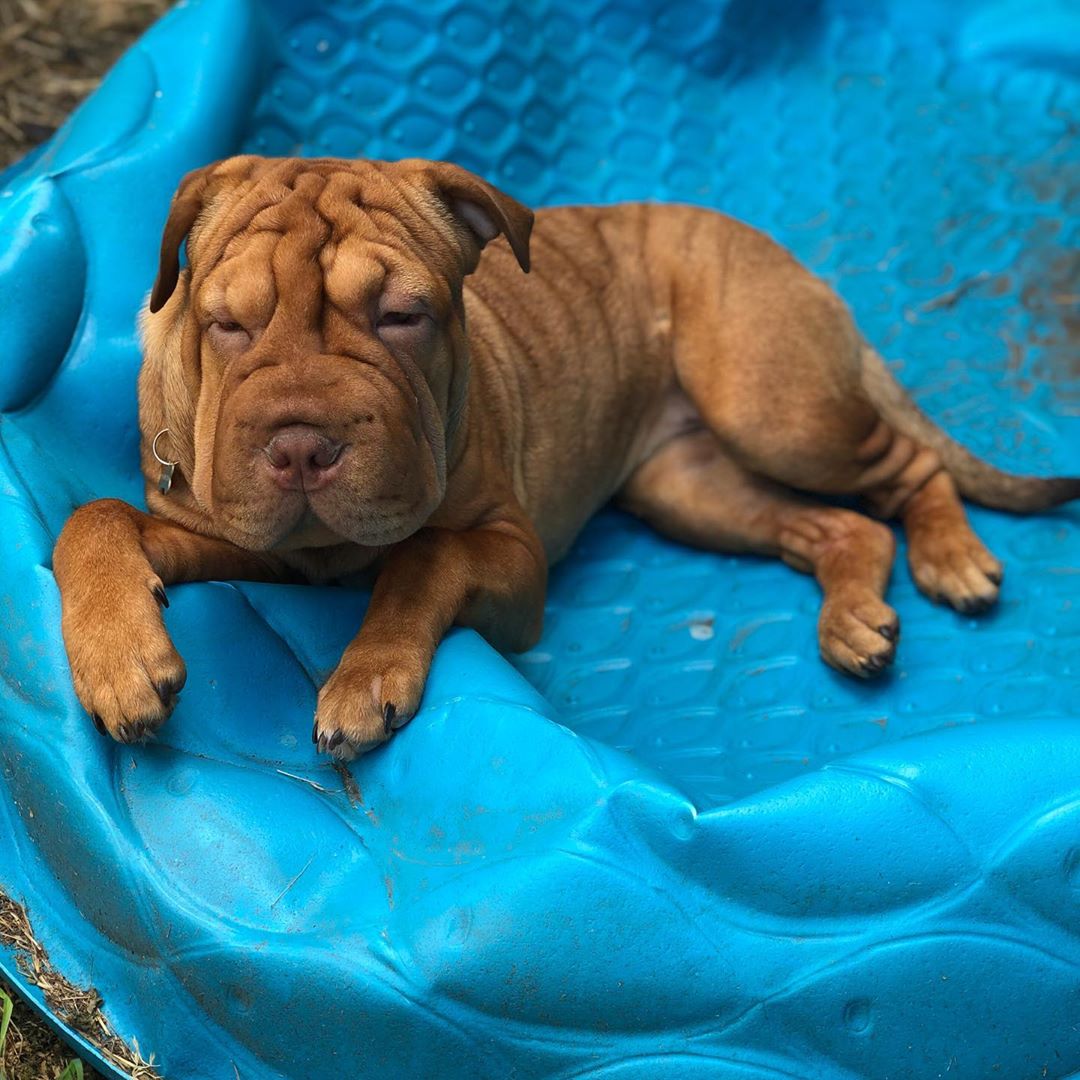 A Shar Pei lying on a blue container in the garden