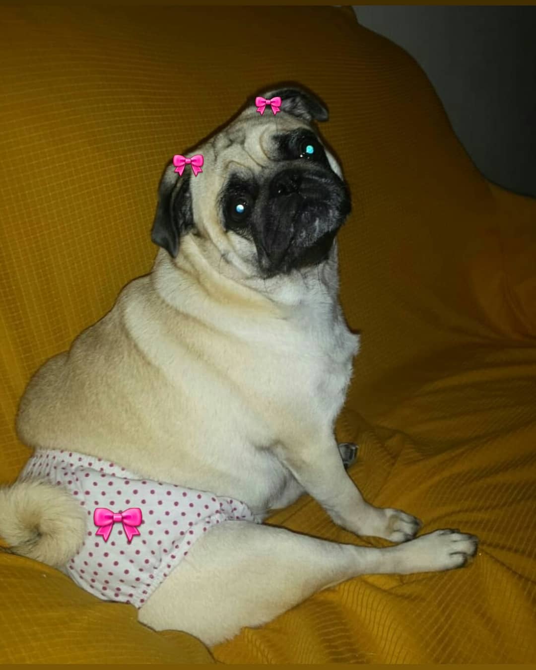 A Pug wearing a pulka dots panties while sitting on the couch