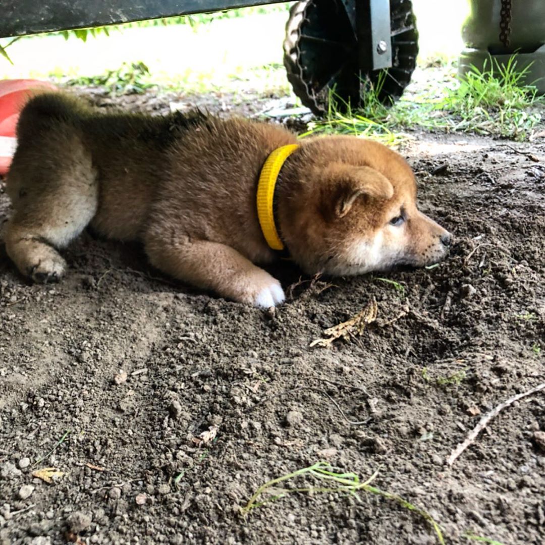 A Shiba Inu puppy lying on the ground