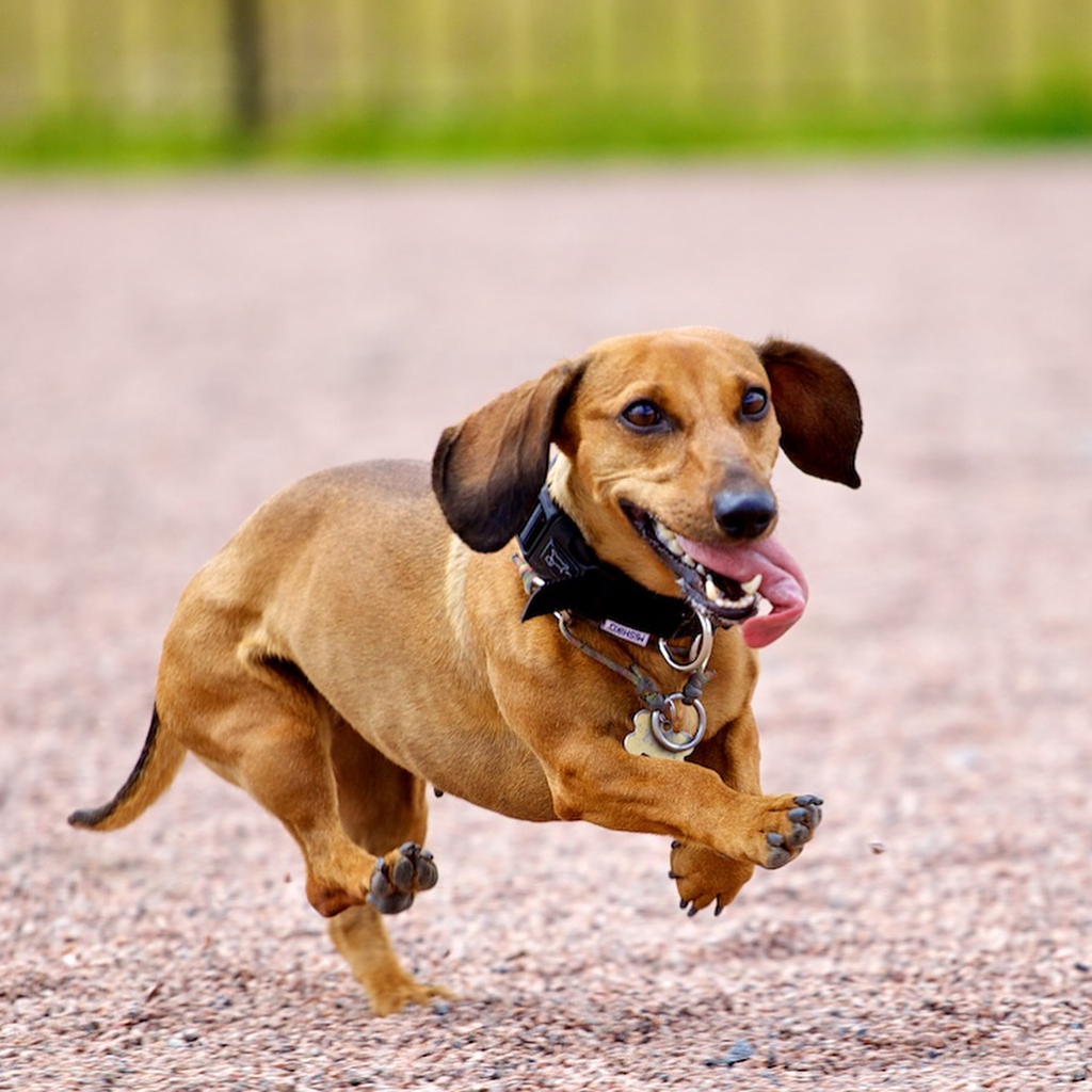Dachshund running with its tongue sticking out