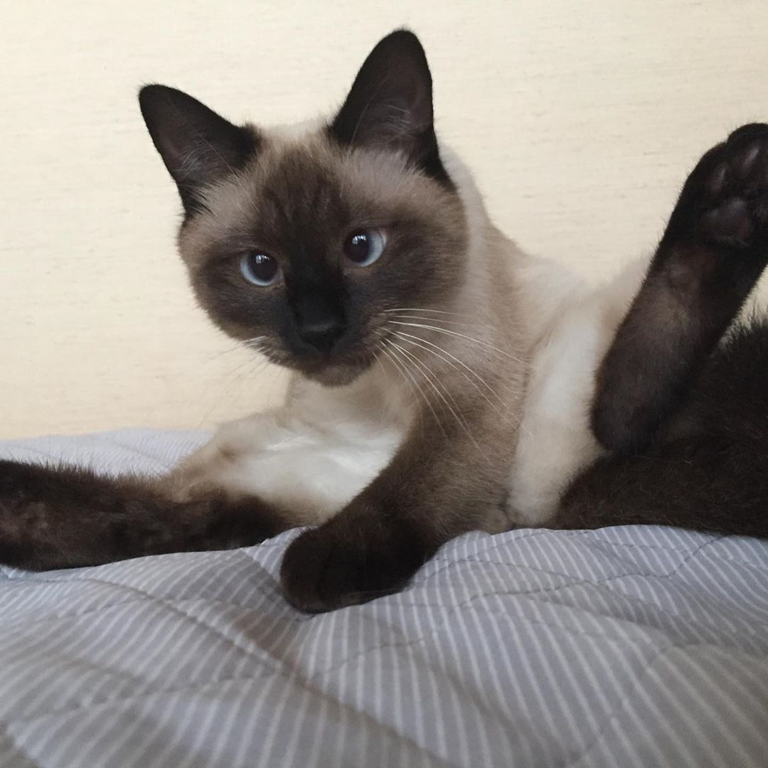 Siamese Cat sitting on the bed in a licking its private part position