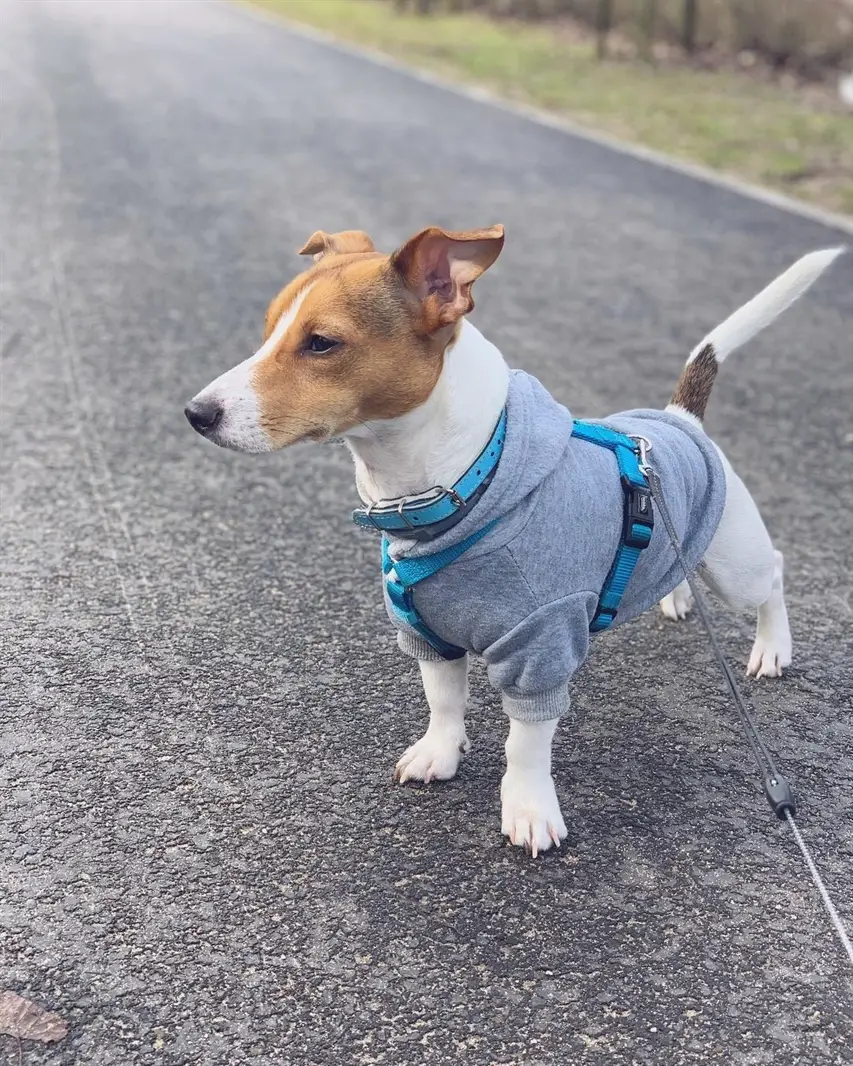 A Jack Russell wearing a sweater while standing on the pavement