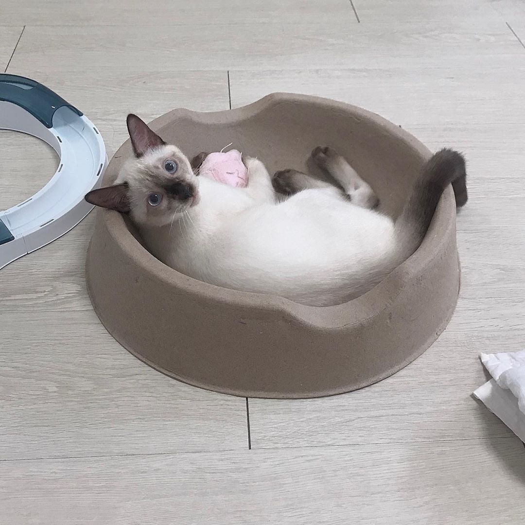 Siamese Cat lying in a large bowl
