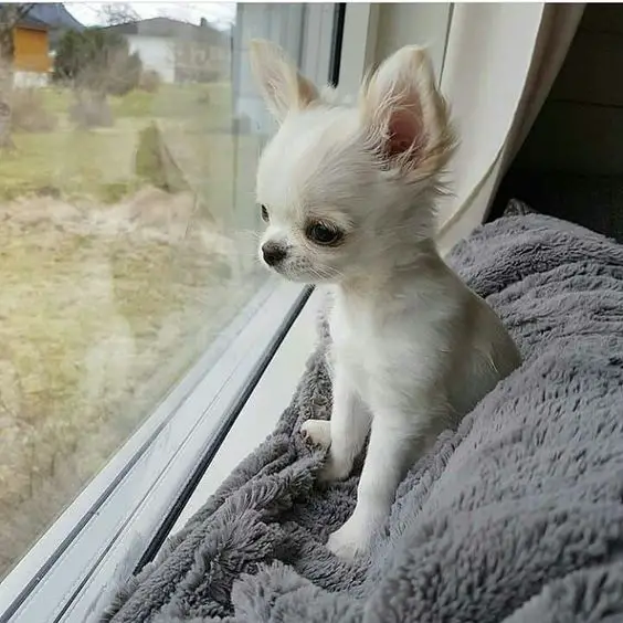 white Chihuahua puppy sitting by the window sill