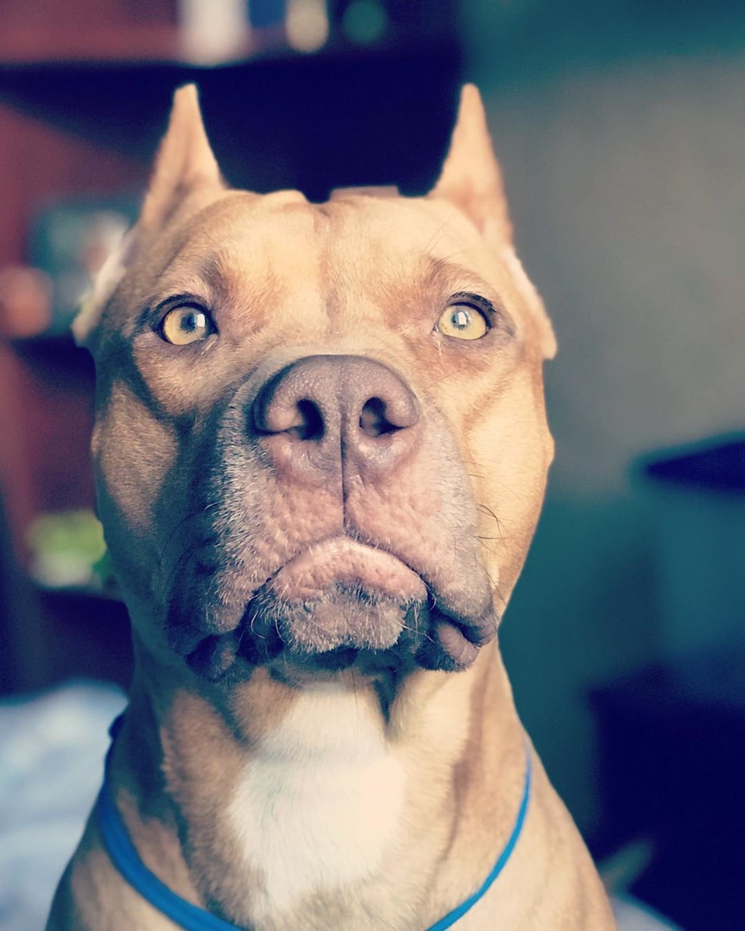 Pit bull's begging face