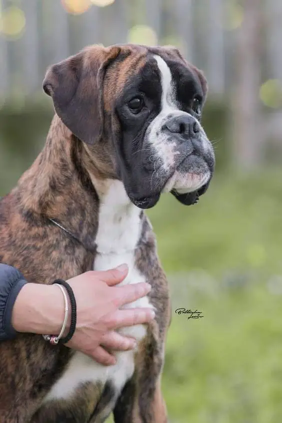 A Boxer dog sitting on the grass while staring with its sad eyes
