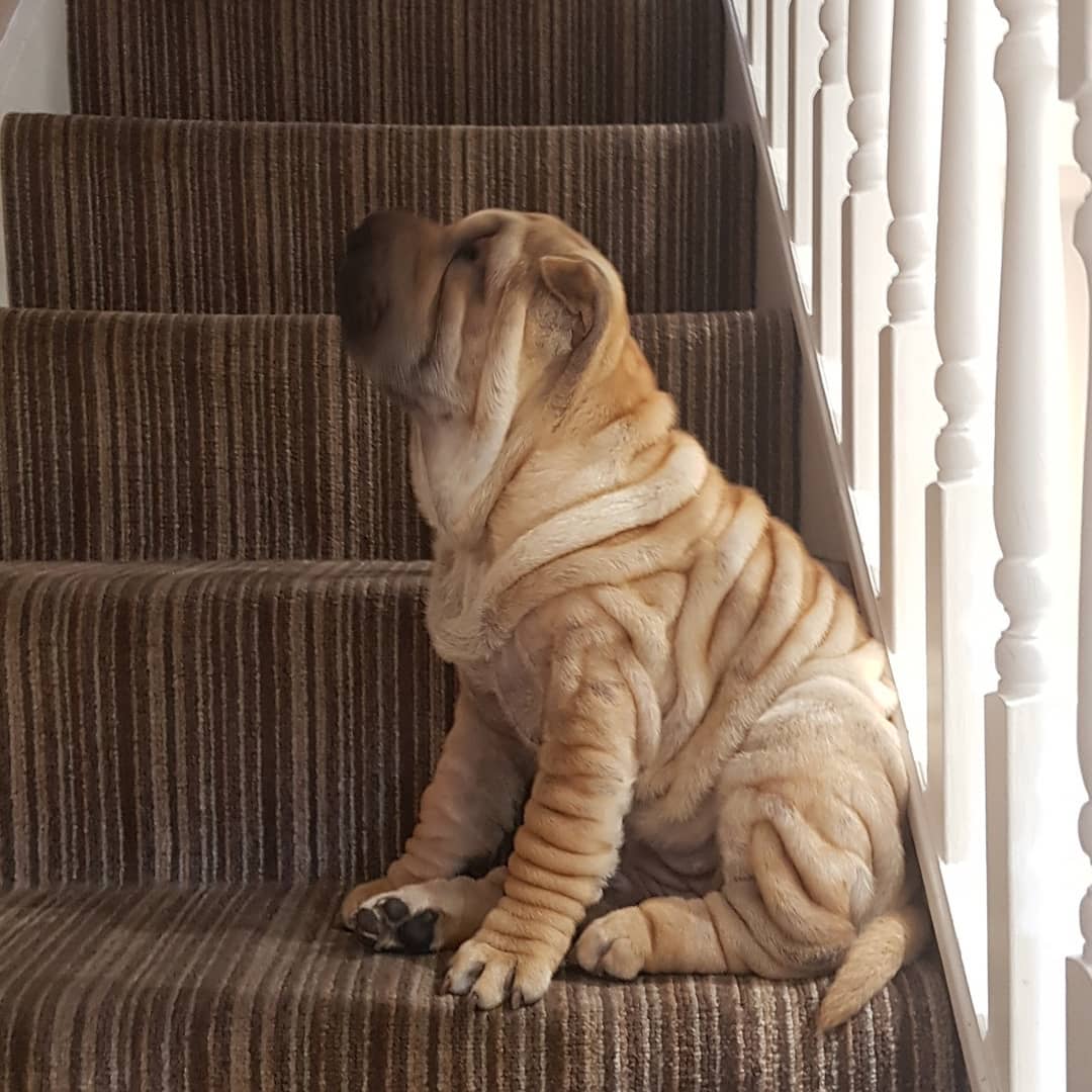 A Shar Pei sitting on the stairway